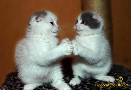 two white kittens playing