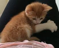 Orange polydactyl kitten