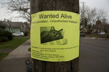 Sign on post about lost cat