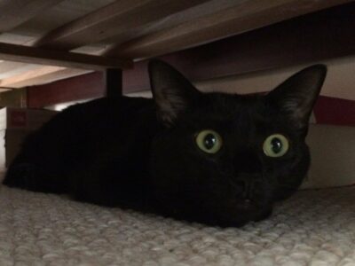 Black cat under bed