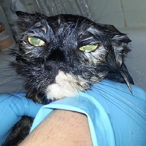 Very wet cat coming from bath
