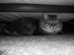 Cat resting under bed