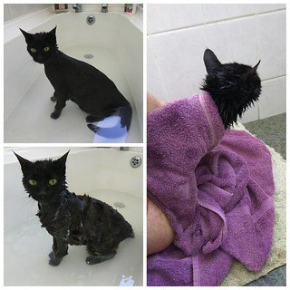 3 pictures of black cat in bath