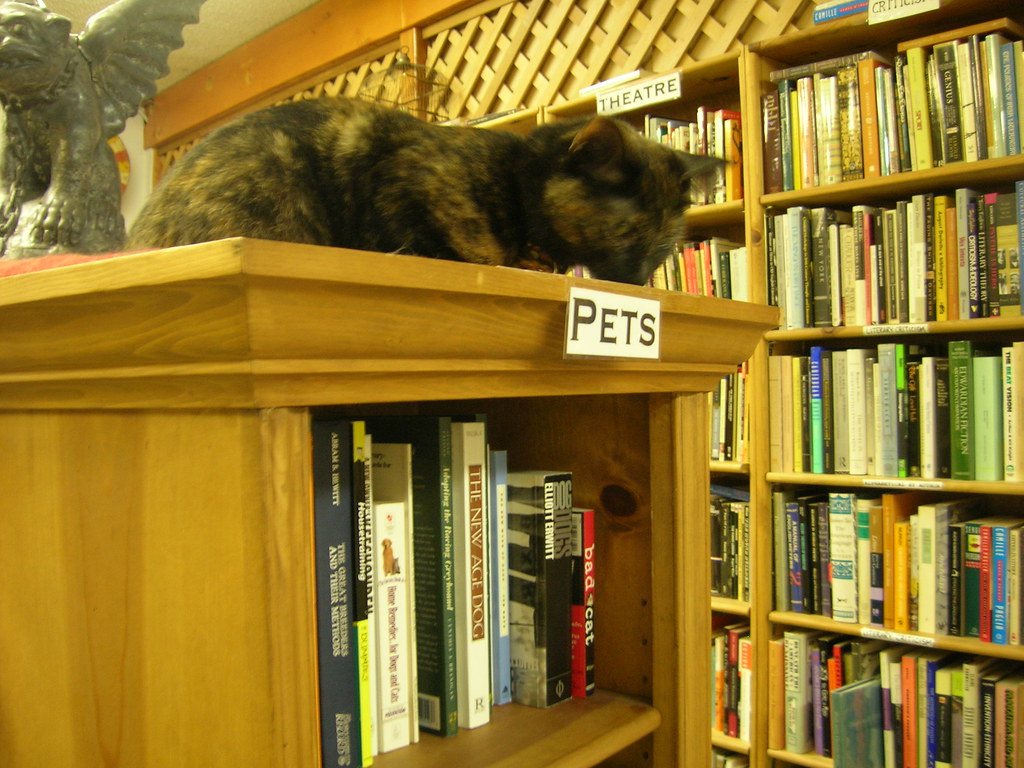Cat on top of bookshelf
