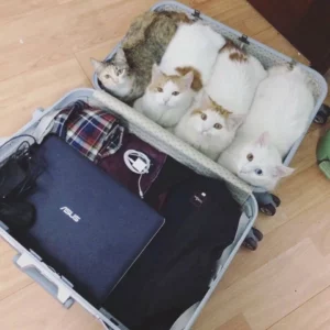 Four cats packed in a suitcase