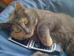 Cat lying on phone