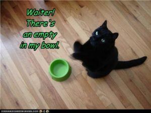 Black cat begging food