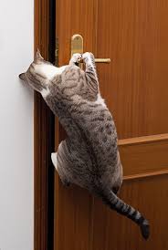 cat hanging on door handle to open it