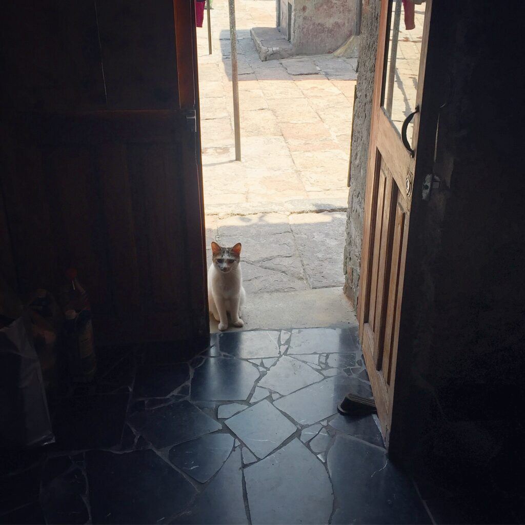 little cat standing in big open door