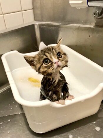 Wet, sad-looking kitten in tub