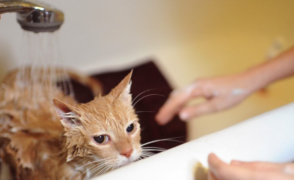 Cat under sprayer, getting bath