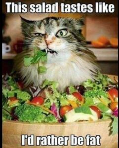 Cat eating salad