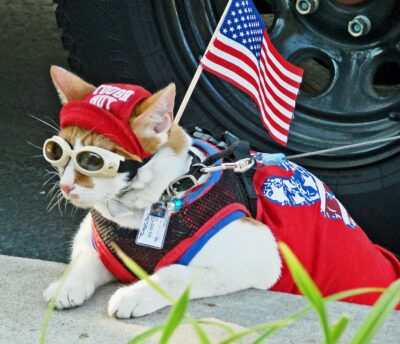 cat dressed for 4th of July