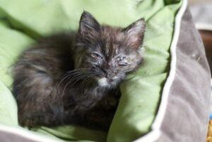 small black cat feeling ill