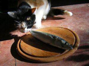 cat next to cutting board holding small fish