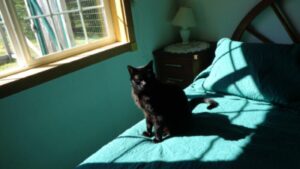 Black cat sitting on sunny bed