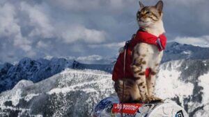 Cat on mountain peak