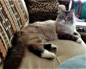 Mocha cat lying on sofa