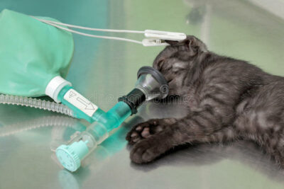 Cat on respirator