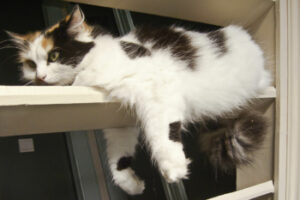 cat lying across railing