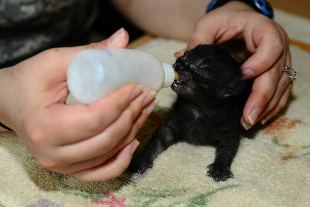 Bottle feeding baby kitten