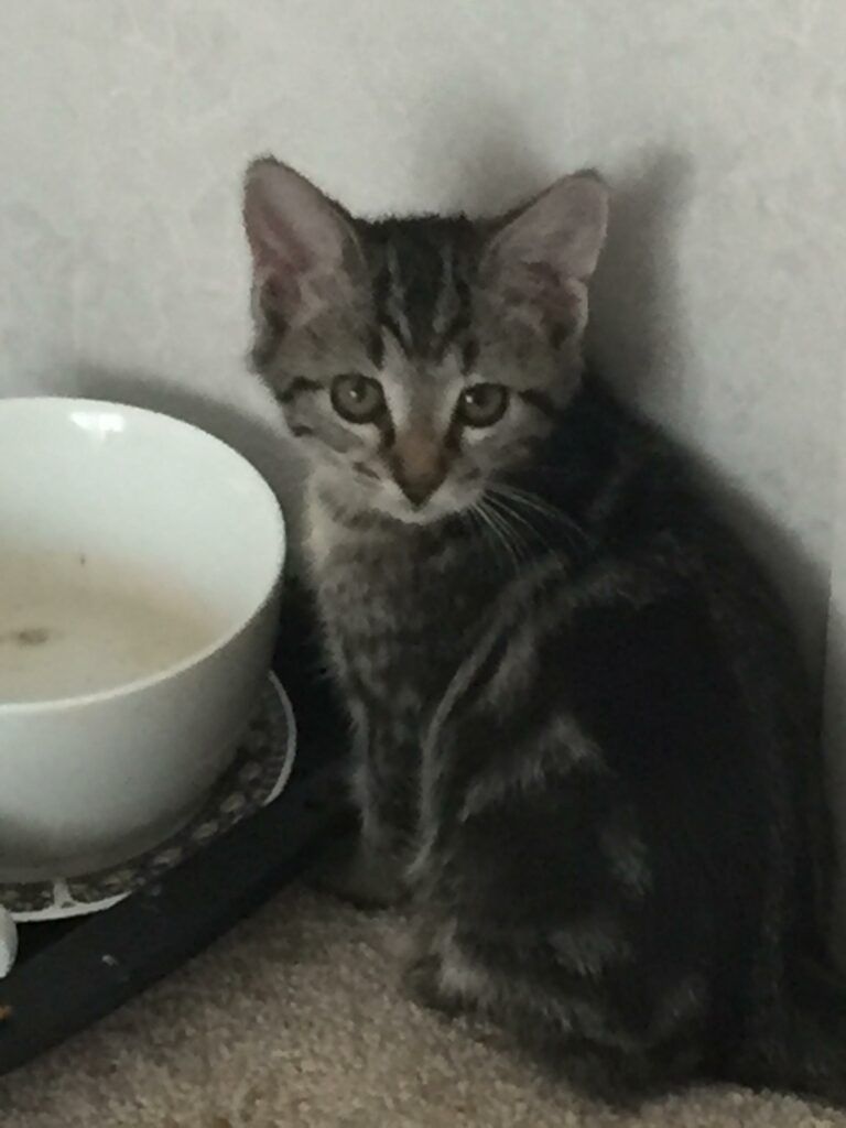 Kitten by bowl of food