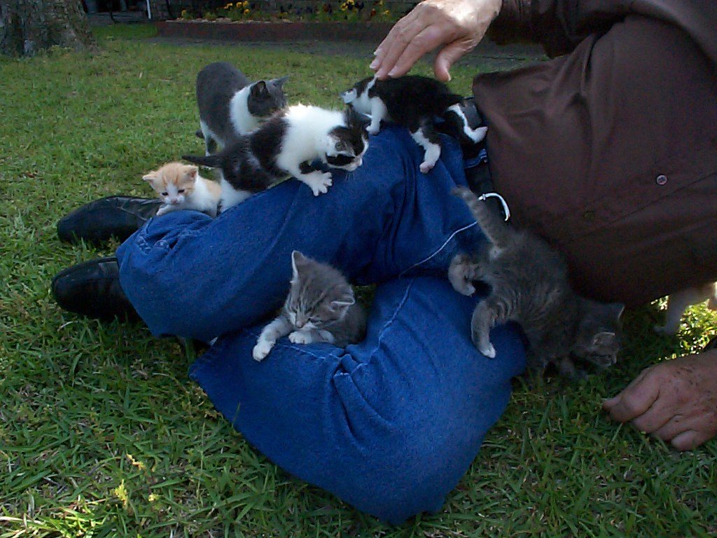 Man on ground, covered with kittens