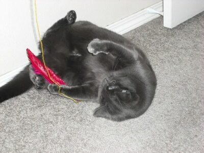 Black cat playing with feather