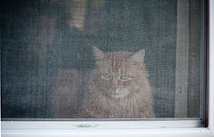 Orange cat, looking through screened window