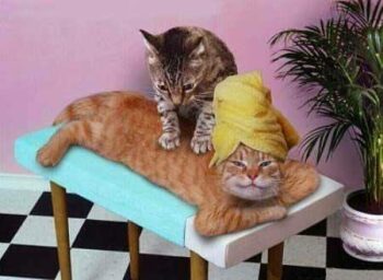 tiger cat massaging orange cat