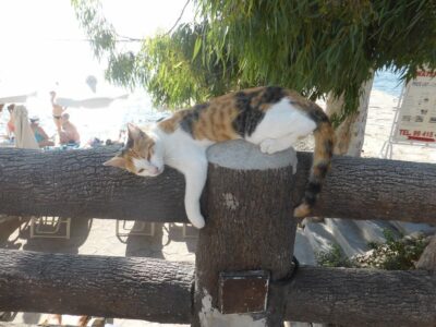 Calico cat sprawled on fence post
