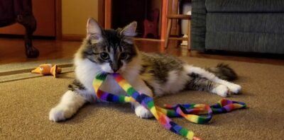 Cat with multicolored wand