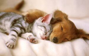 Kitten and dog sleeping together