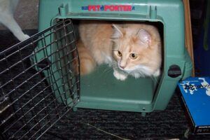 Cat in travel carrier