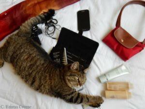 Cat and travel essentials