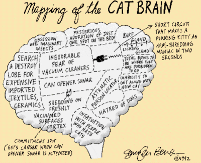 cat brain map