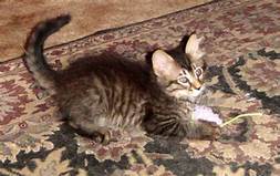 Young striped kitten reclining on rug