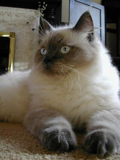 Ragdoll cat