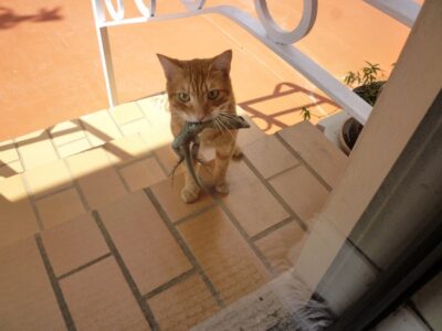 Cat at door with small lizard