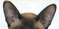 pair of cat ears