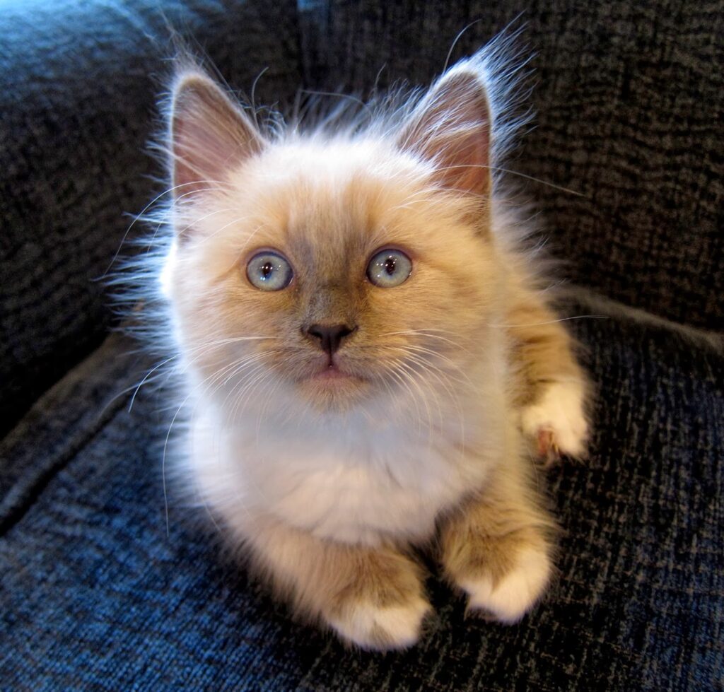 Fuzzy ragdoll kitten