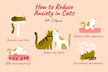 How to reduce anxiety in cats illustragioin