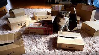 cat playing in boxes