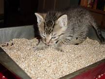 kitten using litter box