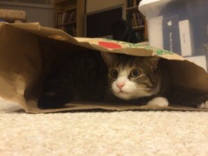 Cat in paper bag