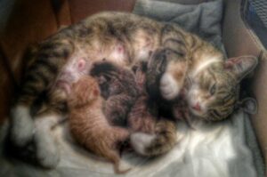 Mother cat with new kittens
