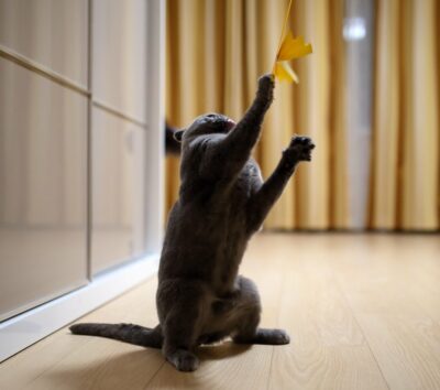 Grey cat playing with wand toy