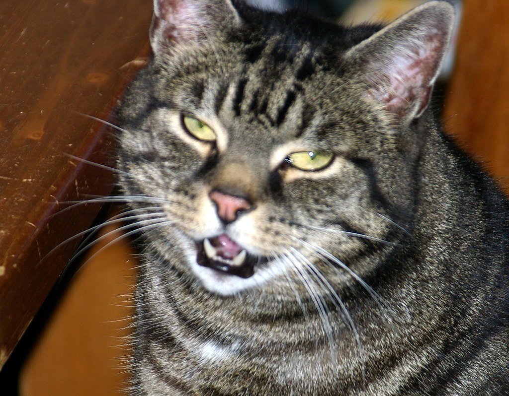 Grey tiger meowing