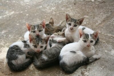 large litter of kittens