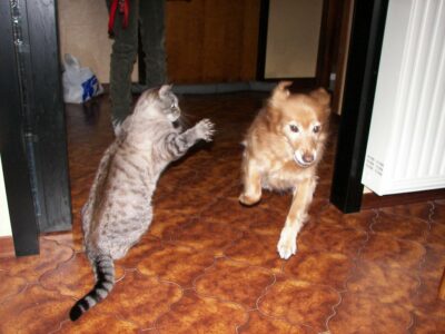Cat ready to attack dog
